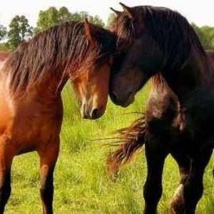 Meet your Posher, Eva